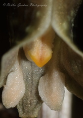 Gastrodia molloyi