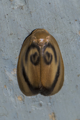 Trischalis subaurana