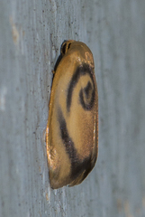 Trischalis subaurana