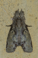 Gadirtha inexacta
