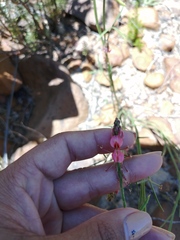 Indigofera triquetra