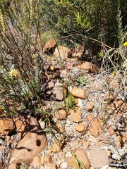 Indigofera triquetra