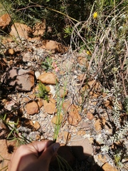 Indigofera triquetra