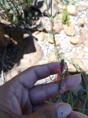 Indigofera triquetra