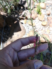 Indigofera triquetra