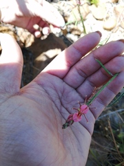 Indigofera triquetra