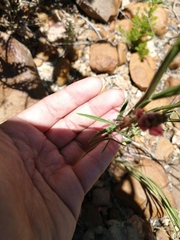 Indigofera triquetra