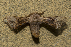 Bombycidae