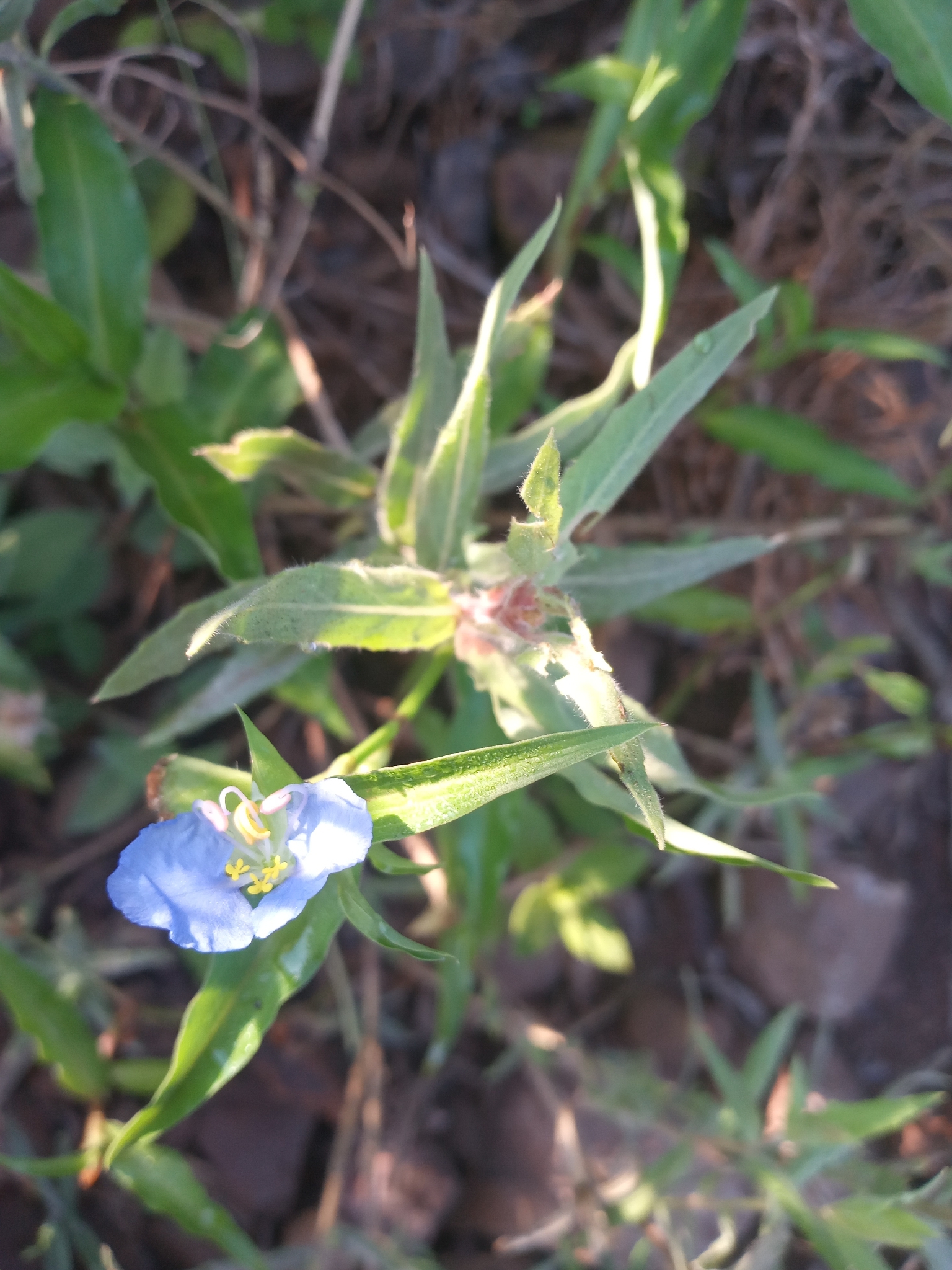 Commelina erecta