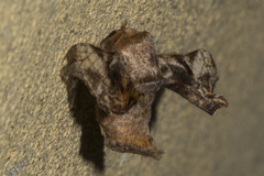 Bombycidae