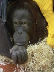 Pongo