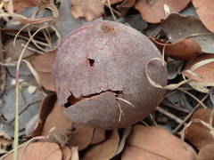 Detarium microcarpum