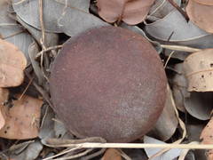 Detarium microcarpum