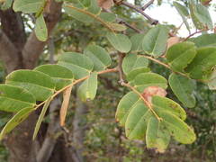 Detarium microcarpum