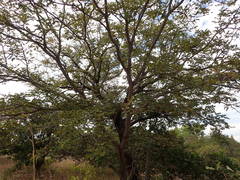 Detarium microcarpum