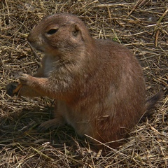 Cynomys ludovicianus