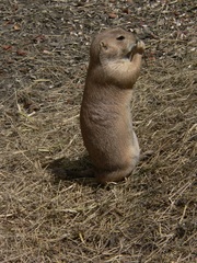 Cynomys ludovicianus