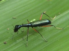 Neocollyris