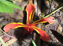 Etlingera littoralis
