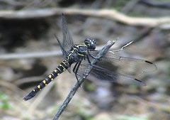 Onychothemis testacea