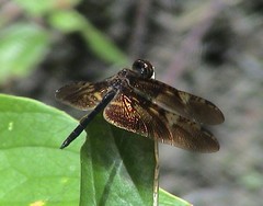 Rhyothemis obsolescens