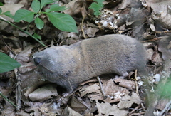 Spalax microphthalmus