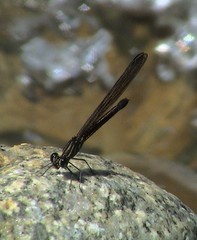 Aristocypha fenestrella