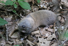 Spalax microphthalmus