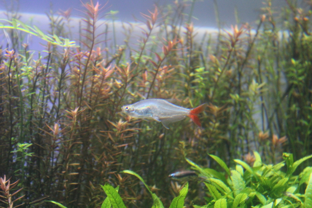 Glass bloodfin (Prionobrama filigera) — Characidae