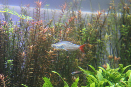 Glas-bloedvintetra (Prionobrama filigera) — Characidae