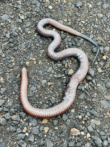 Red-bellied Black Snake sighting