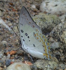 Polyura delphis