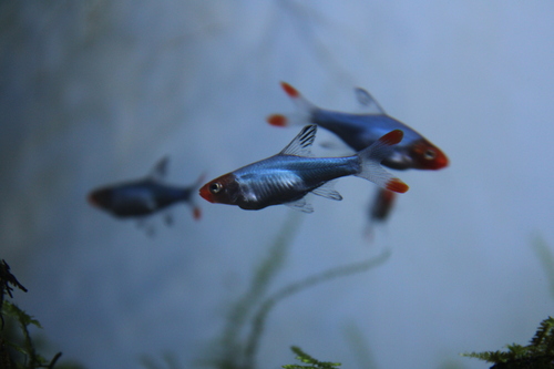 Asian rummynose (Sawbwa resplendens) — Cyprinidae — 5