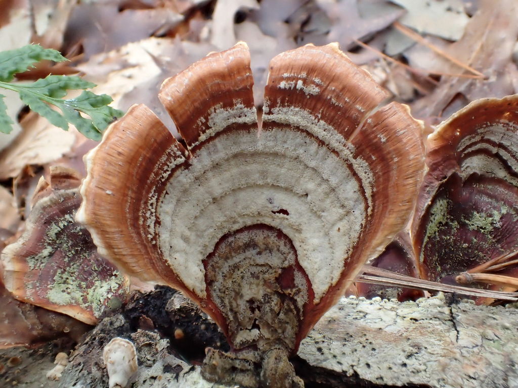Stereum lobatum · December 2025 · photo: © jweaver22 (iNaturalist, cc-by)