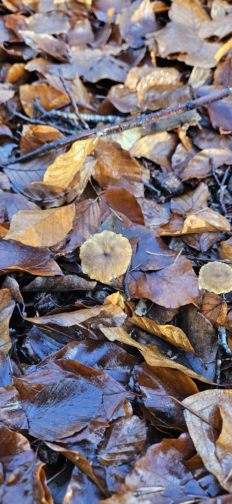 Craterellus tubaeformis · December 2025 · photo: © run4 (iNaturalist, cc-by)