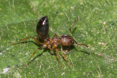 Crematogaster wroughtonii