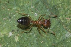 Crematogaster wroughtonii