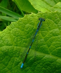 Coenagrion lanceolatum