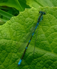 Coenagrion lanceolatum