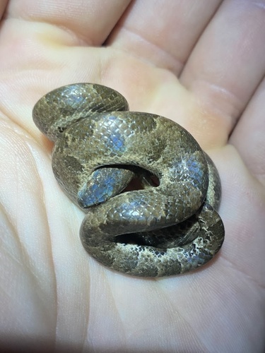 Photo of a Leopard Dwarf Boa (Tropidophis pardalis)