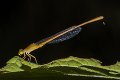 Ceriagrion olivaceum
