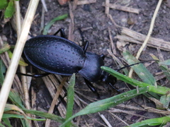 Carabus sibiricus