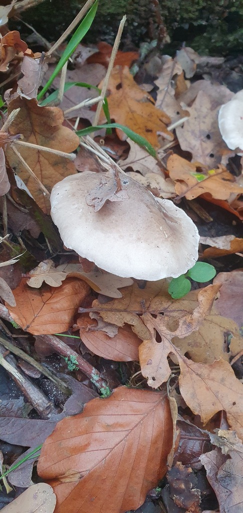 Clitocybe nebularis · December 2025 · photo: © bmapp02 (iNaturalist, cc0)