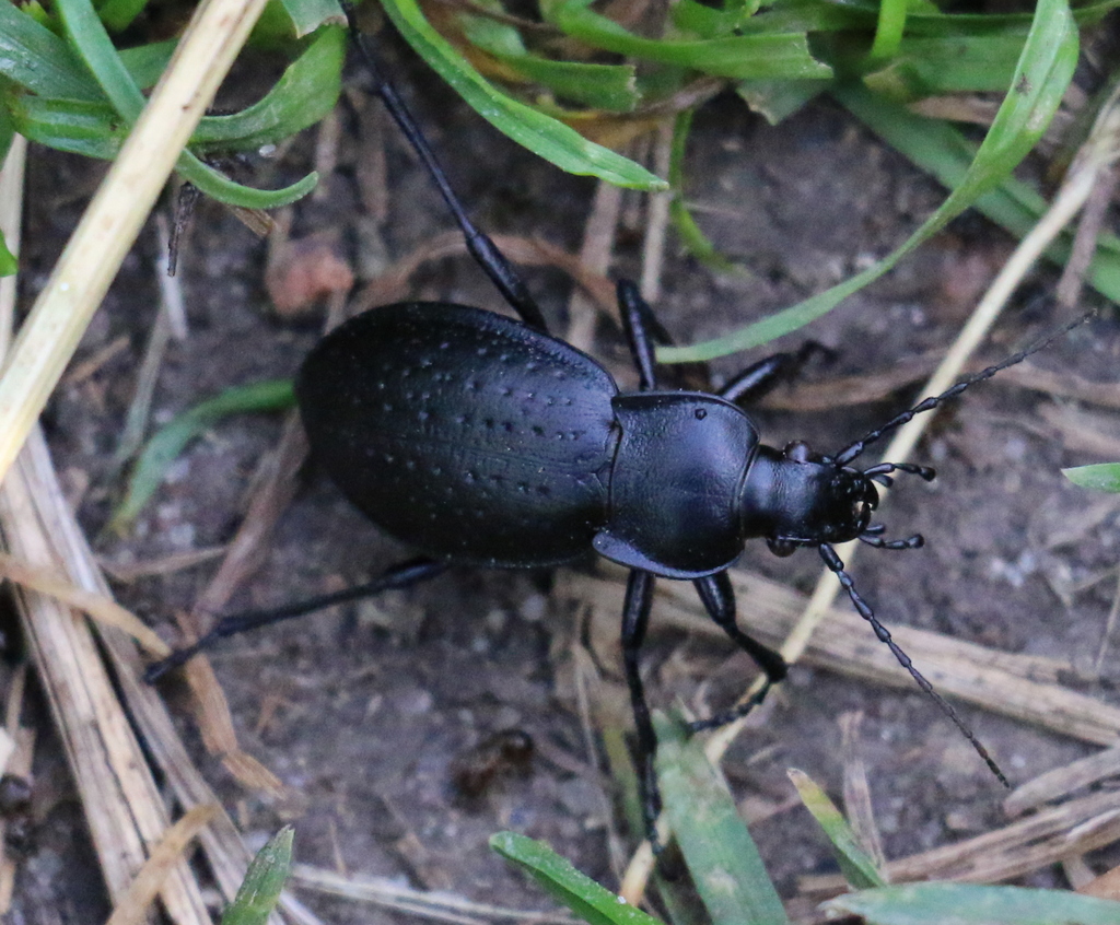 Pachystus