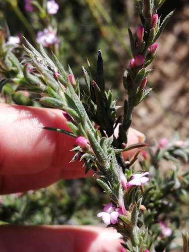 Fluffy Purplegorse (Muraltia decipiens)