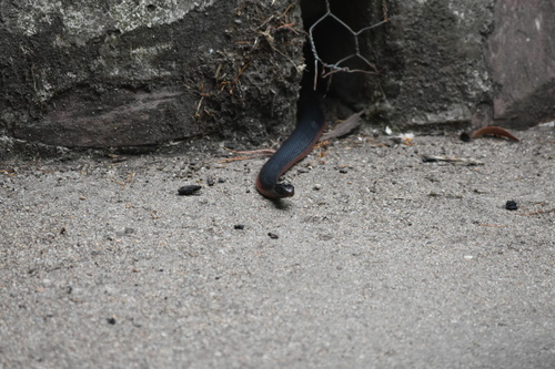 Red-bellied Black Snake sighting