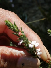 Muraltia longicuspis