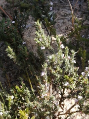 Muraltia longicuspis
