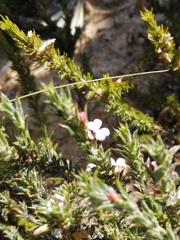 Muraltia longicuspis