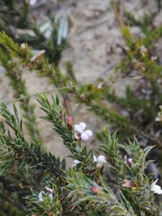 Muraltia longicuspis